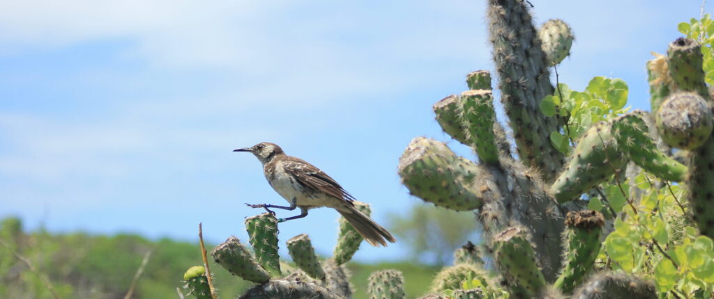 Floreana mockingbird