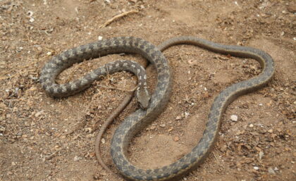 Floreana racer snake, Galapagos