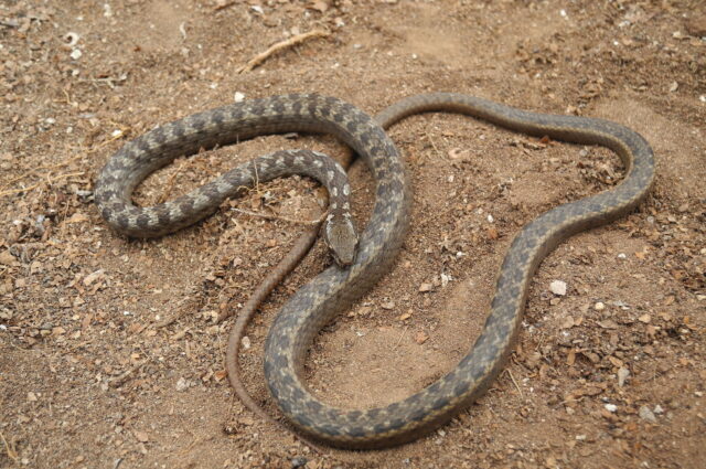 Floreana racer snake, Galapagos
