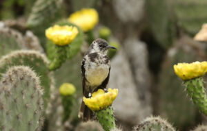 Floreana mockingbird