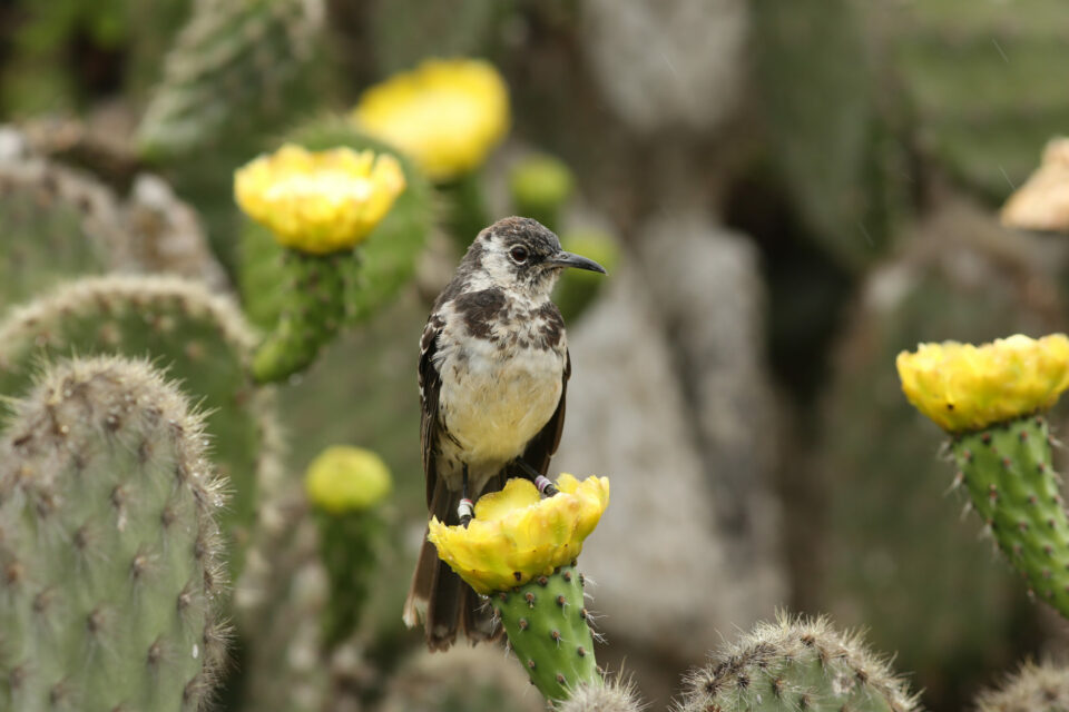 Floreana mockingbird