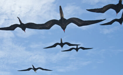 Frigatebirds in Galapagos