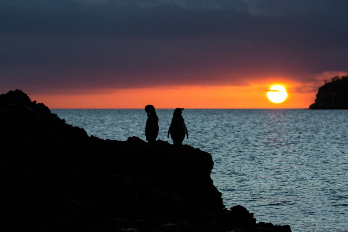 Galapagos penguins at sunset