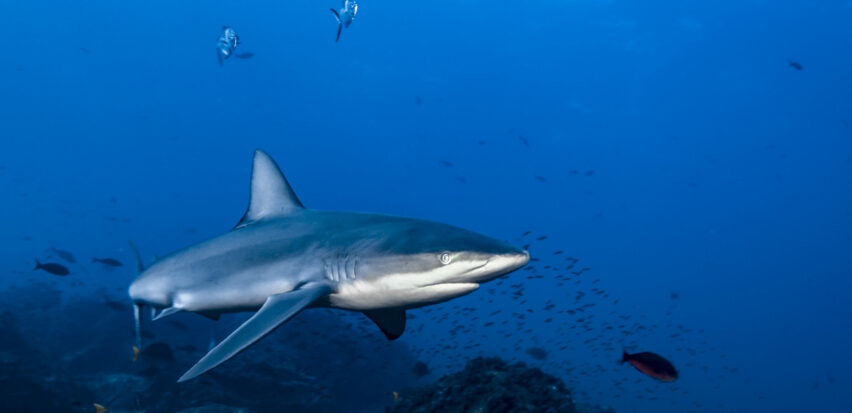 Galapagos shark