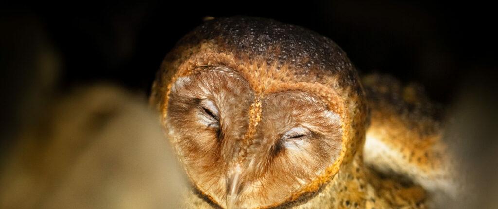 Galapagos barn owl family
