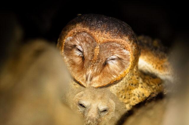 Galapagos barn owl family