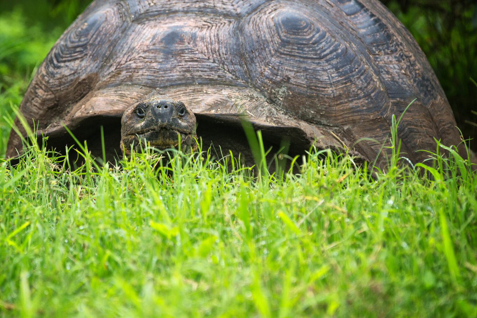 Historical significance - Galapagos Conservation Trust