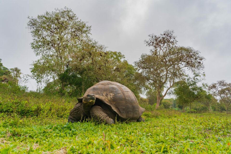 Galápagos