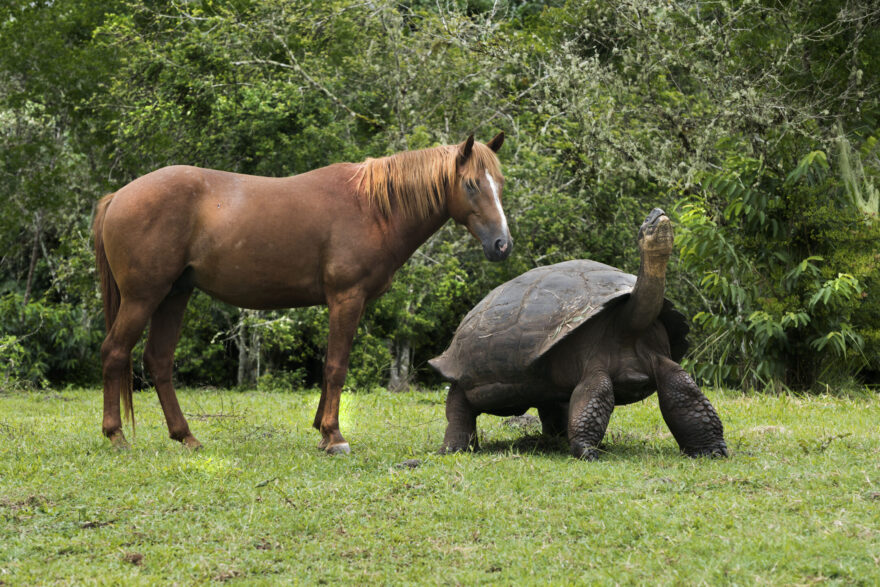 Galapagos giant tortoise and horse