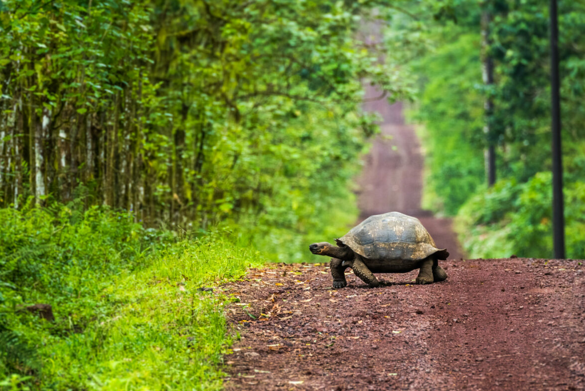 Galapagos giant tortoise crossing dirt road, Santa Cruz