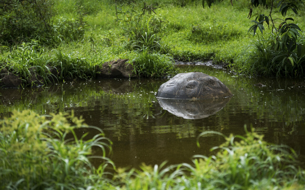 Galapagos giant tortoise in pond