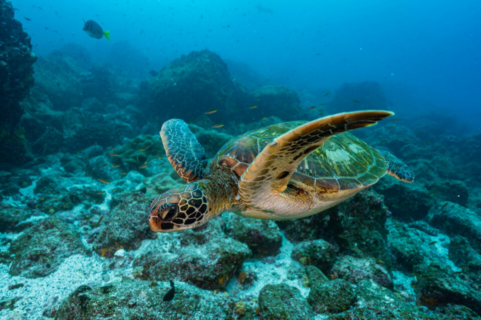 Bartolome - Galapagos Conservation Trust