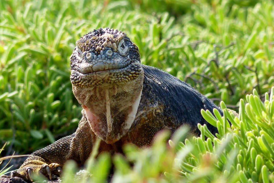 Galapagos land iguana