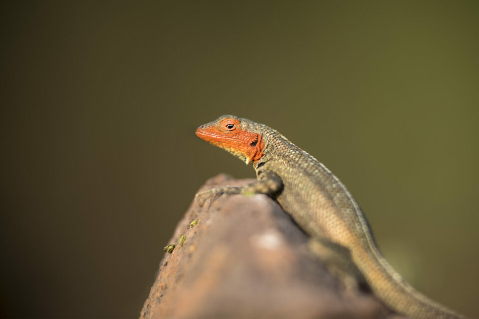Lava lizard in Galapagos