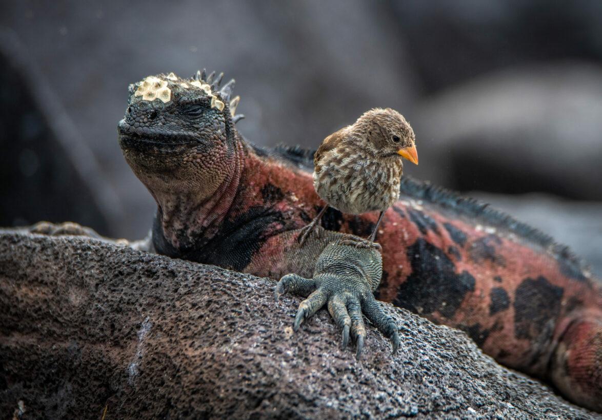 A Darwin's finch perches on a marine iguana in the Galapagos Islands