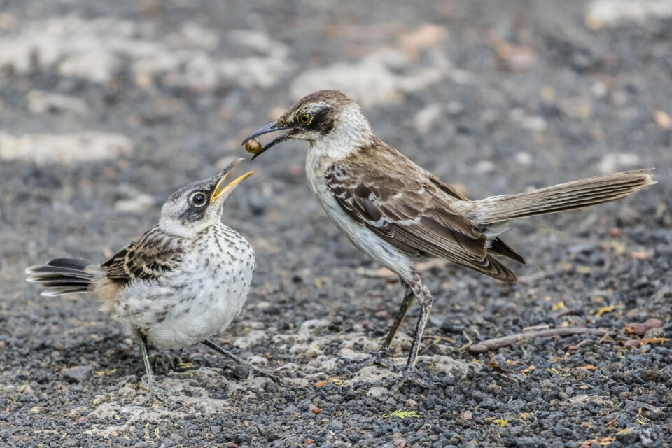 Galapagos mockingbirds on Santa Cruz island