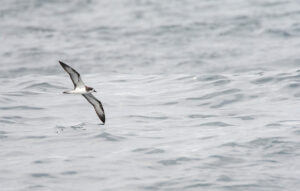 Galapagos petrel