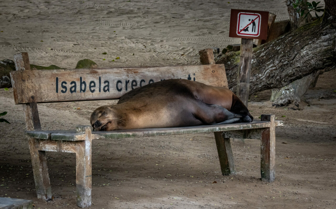 Galapagos sea lion sleeping on bench