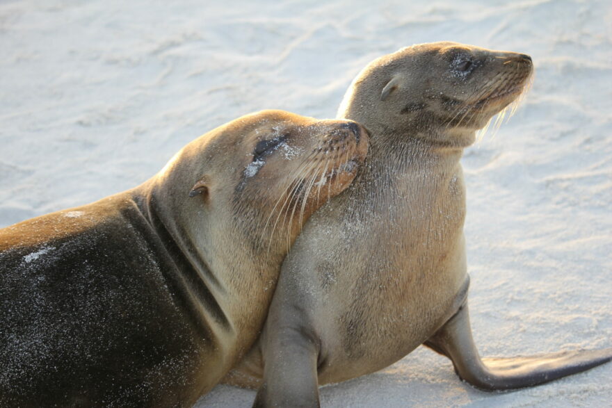 Galapagos sea lions on a beach