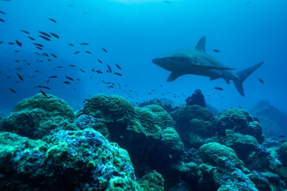 Galapagos shark