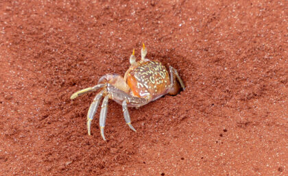 Galapagos ghost crab returning home