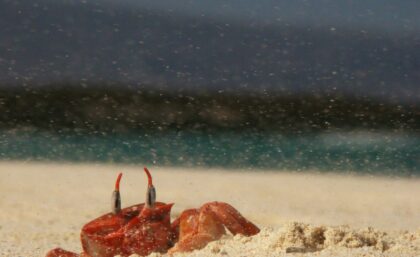 Galapagos ghost crab