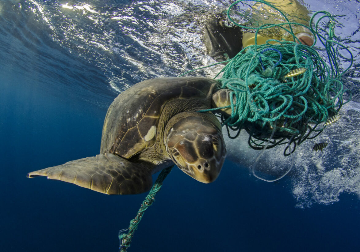 How turtles changed our perception of plastic pollution