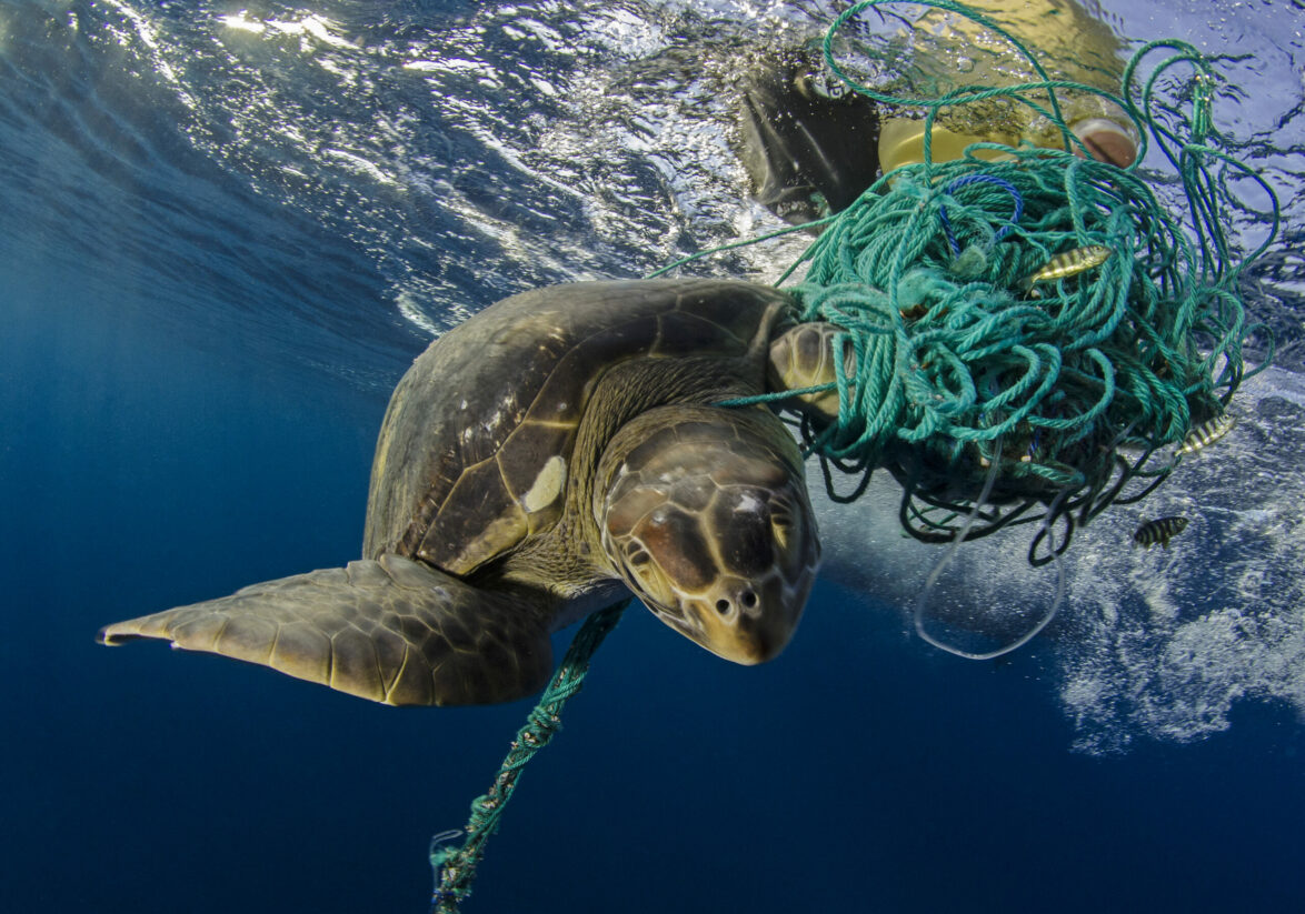 Green turtle entangled in plastic