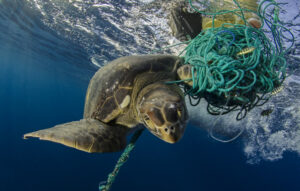 Green turtle entangled in plastic