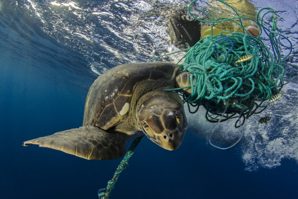 Green turtle entangled in plastic