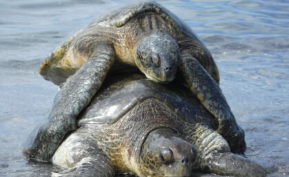 Galapagos green sea turtles mating
