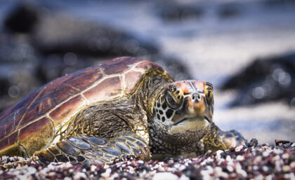 Galapagos green sea turtles