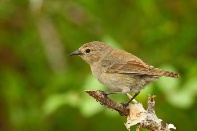 Green warbler finch on Pinta