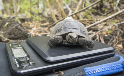 Tortoise hatchling being weighed © GTMEP