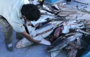 Illegal shark fishing in Galapagos