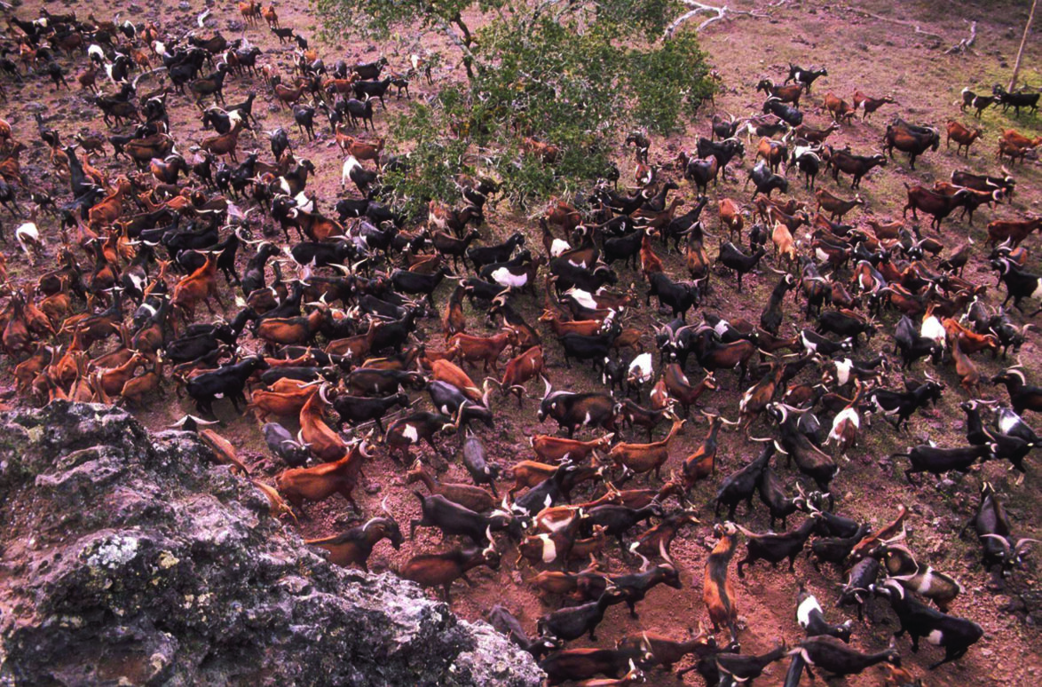 Invasive goats in Galapagos