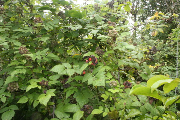 Invasive hill raspberry plant in Galapagos
