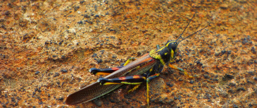 Large painted locust