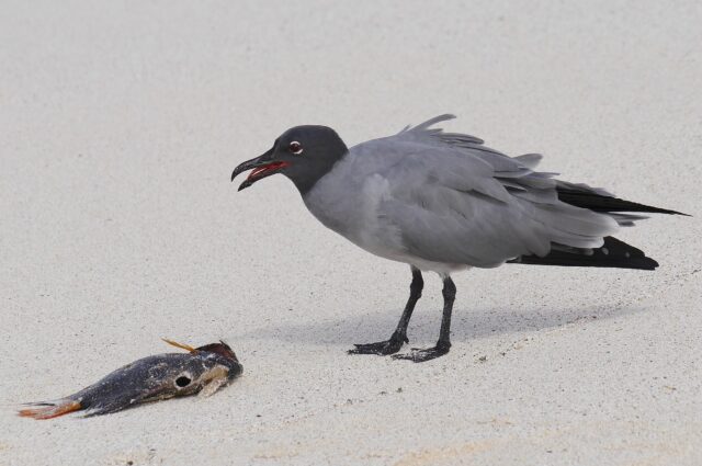 Lava gull in Galapagos