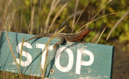 Lava lizard sitting on a 'Stop' sign