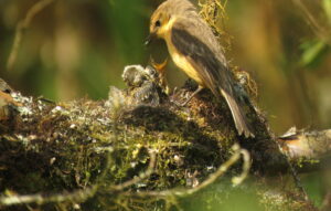 Little vermilion flycatcher female feeding chicks