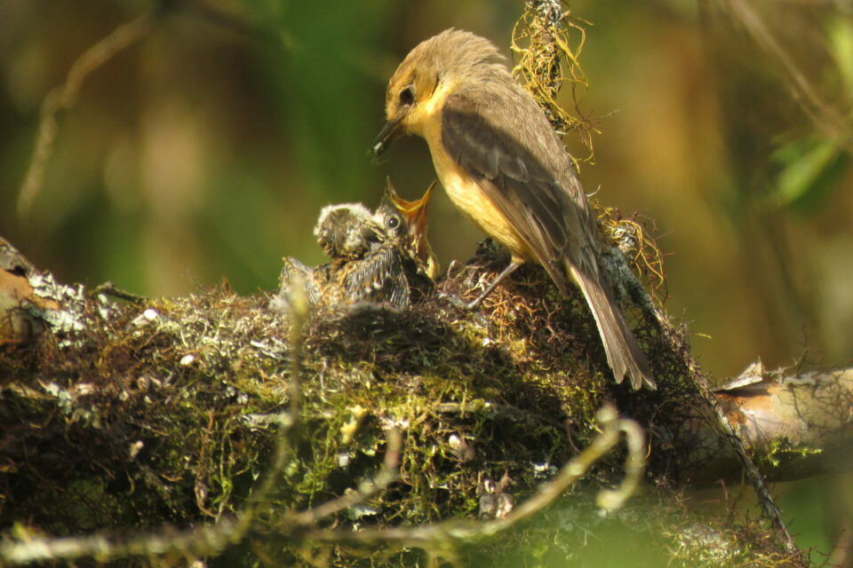 Little vermilion flycatcher female feeding chicks