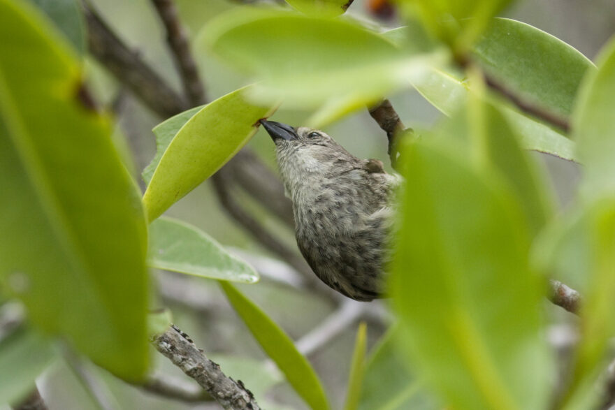 Mangrove finch
