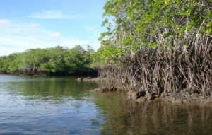 Mangroves in Galapagos