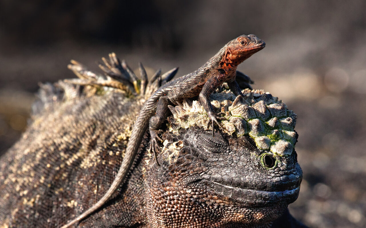 Marine iguana and lava lizard
