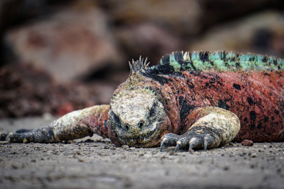 Marine iguana in Galapagos