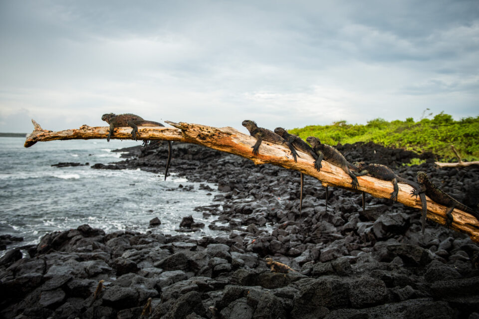 Marine iguanas sitting on branch