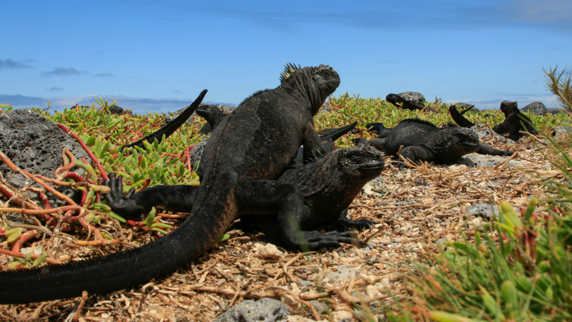 Marine iguanas relaxing on Santa Cruz island, Galapagos