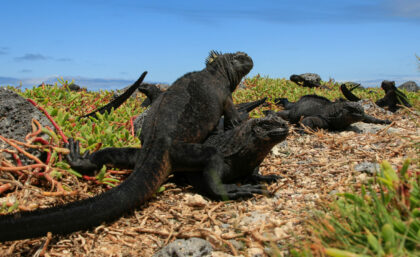 Marine iguanas relaxing on Santa Cruz island, Galapagos
