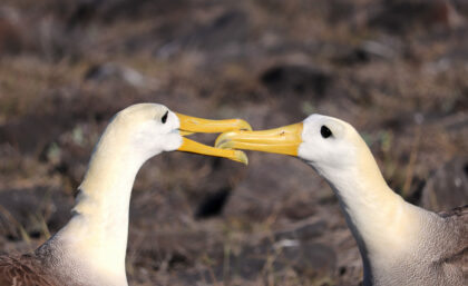 Waved albatrosses mating
